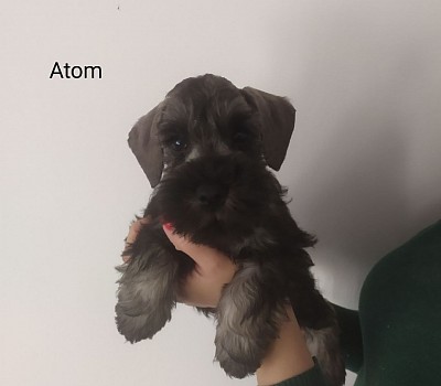 Atom